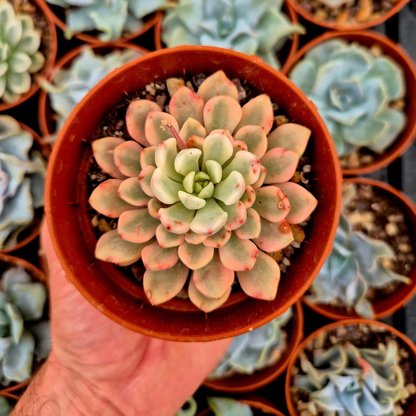 Sedeveria ’Pink Ruby’ variegada