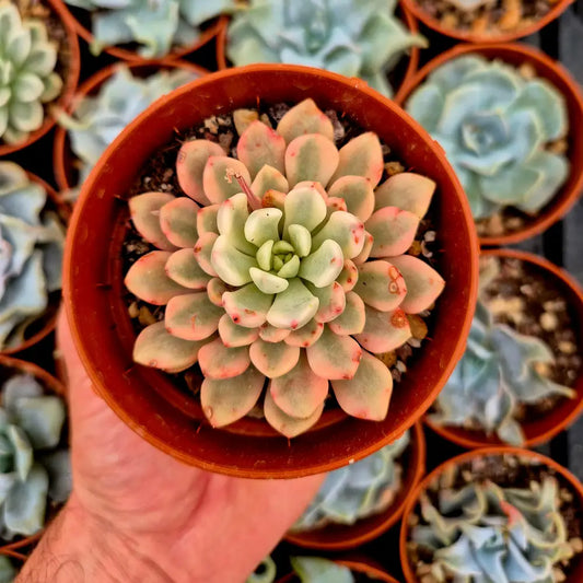Sedeveria ’Pink Ruby’ variegada