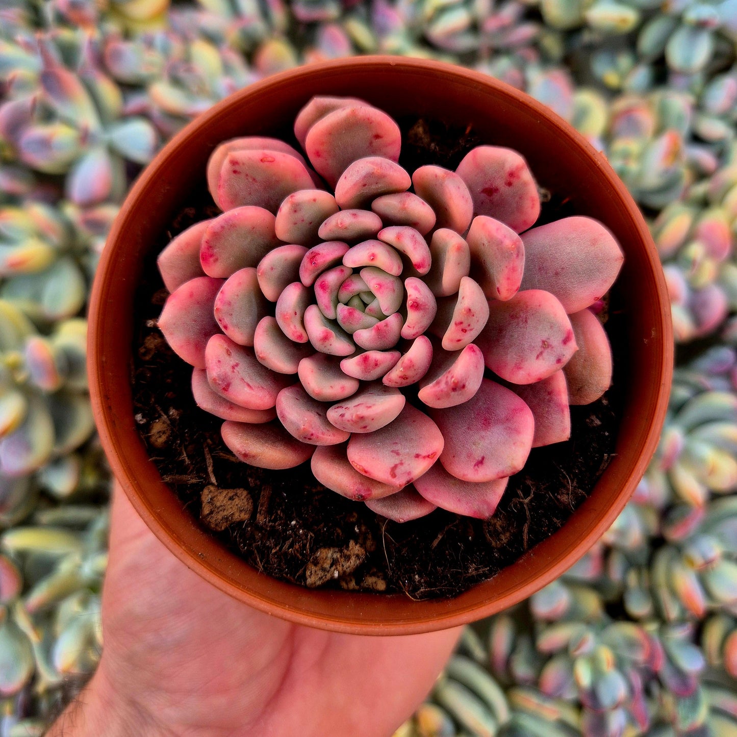 Sedeveria ’Pink Ruby’ variegada