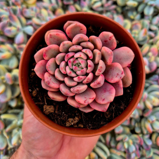 Sedeveria ’Pink Ruby’ variegada