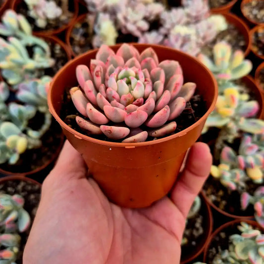 Sedeveria ’Pink Ruby’ variegada