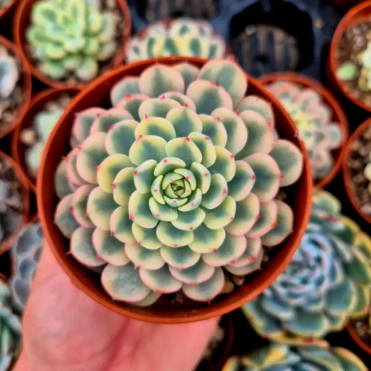 Sedeveria ’White Ruby’ variegada