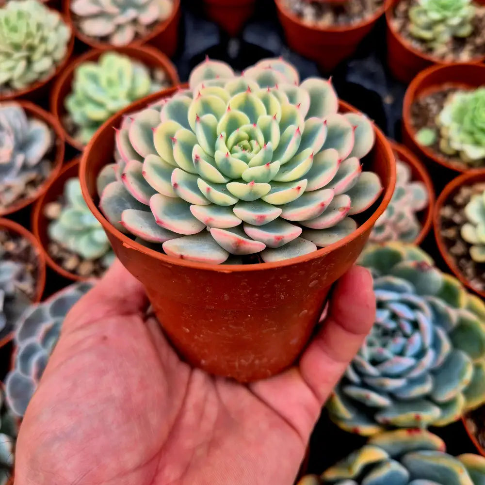 Sedeveria ’White Ruby’ variegada