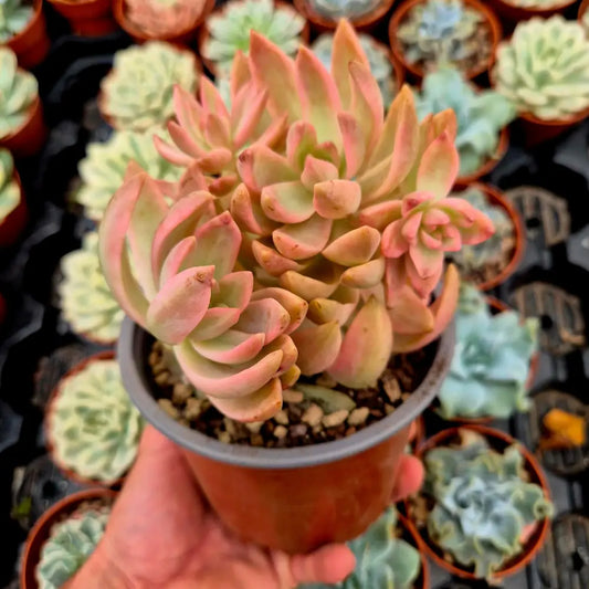 Sedum ’Pat’s Pink’ variegado