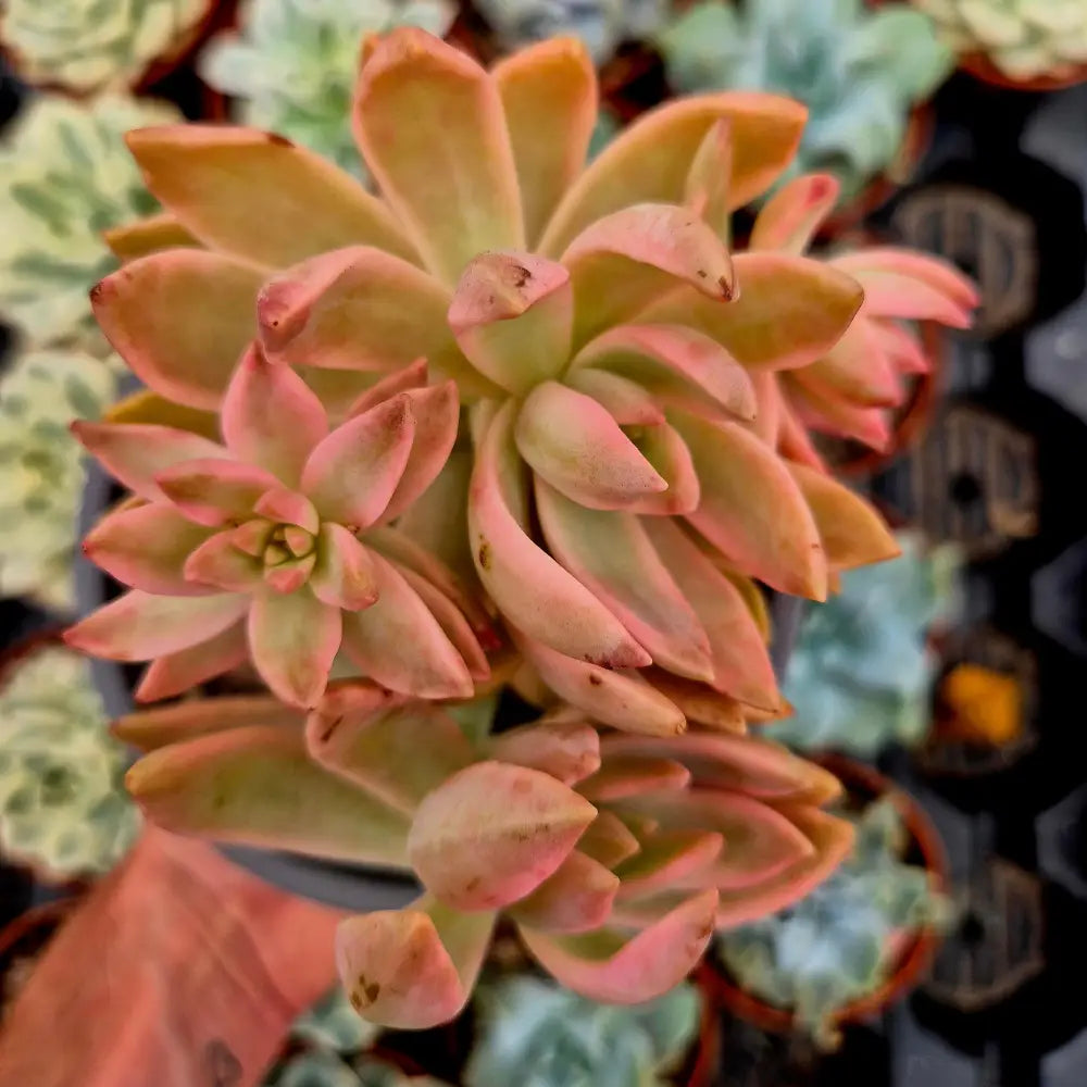 Sedum ’Pat’s Pink’ variegado