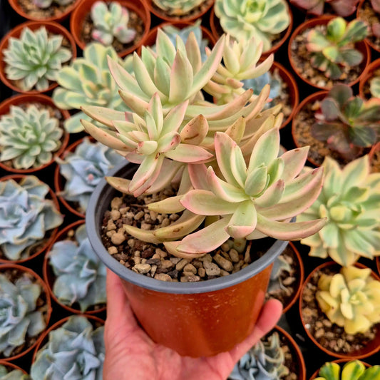 Sedum ’Pat’s Pink’ variegado
