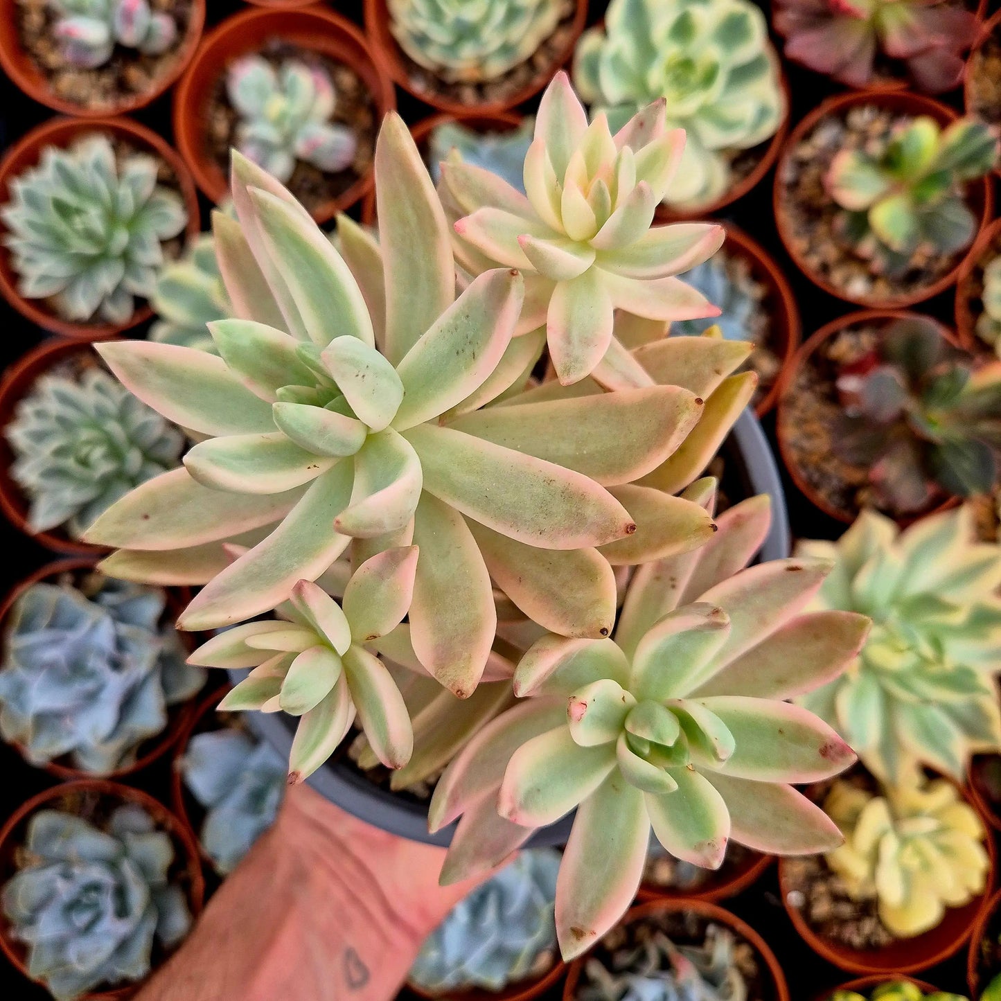Sedum ’Pat’s Pink’ variegado