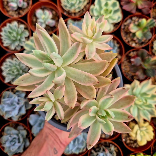 Sedum ’Pat’s Pink’ variegado