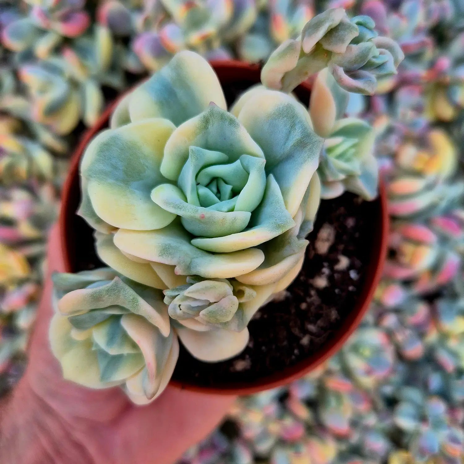 suculenta variegada con variegación aurea perfecta en toda la planta
