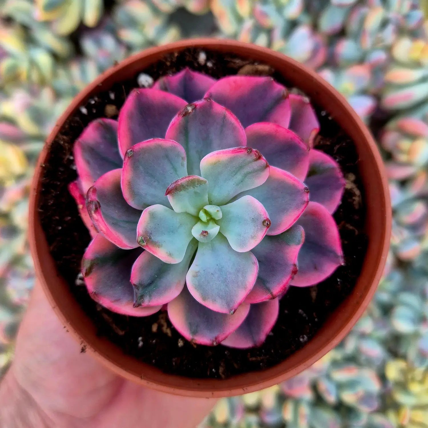 suculenta variegada con variegación marginal en los bordes de las hojas