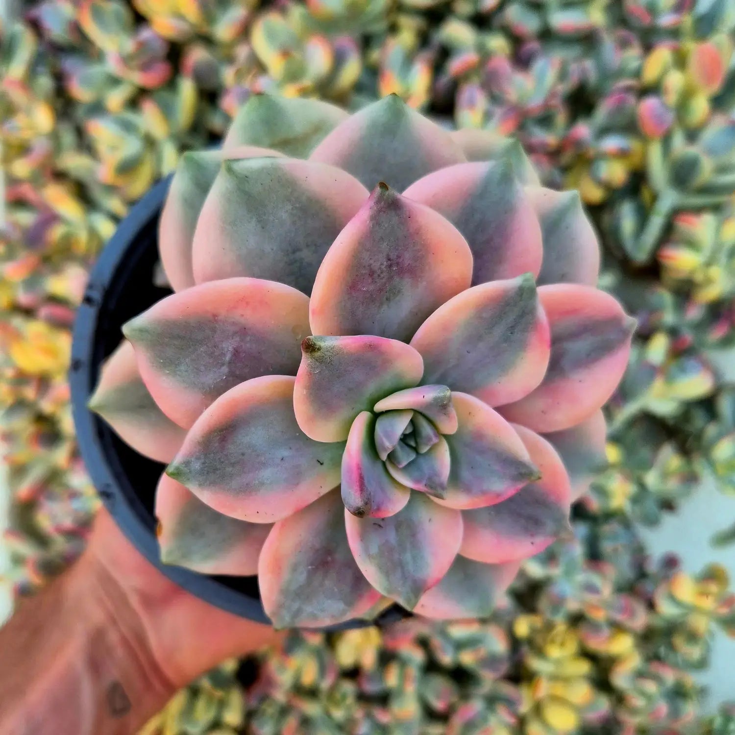 suculenta variegada con variegación sectorial en hojas